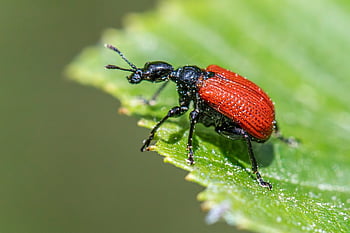 insects, agricultural Pests, beetle Species, beetles, crop Protection, fruit Damage, fruit Pests, insect Behavior, insect Ecology, integrated Pest Management, invertebrates
