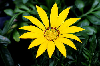 vidět maximální maximum, osteospermum, africké sedmikrásky, sedmikráska, chryzantéma, Gazania, květ, krásné květiny, divoká rostlina, rostlina, okvětní lístek