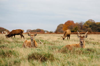 deer, grassland, red deer, Richmond Park, autumn, natural beauty, grazing deer, resting deer, serene view, wildlife photography, fall season