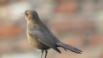 uccello dell'usignolo, usignolo, uccello, natura, cantare, animale, carina