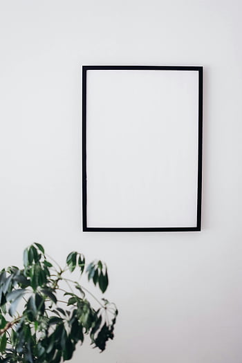 černý rám, bílé zdi, minimalistický design, zelená rostlina, interiér, prázdný rámeček, nástěnné umění, moderní dekor, domovní dekorace, Minimalistické umění