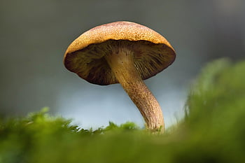 mushroom, nature, forest, moss, green, fall, outdoors, growth, macro