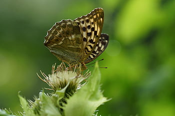 lepidopterology, butterfly, insect, wing, flower, pollination, petals, blossom, bloom, wildlife, nature