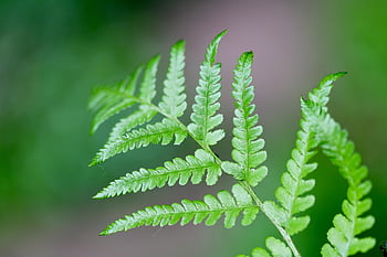 fern, fern Fronds, fern Tip, leaves, plant, schattenpflanze, nature, seed Plants, forest Plant, green, close Up