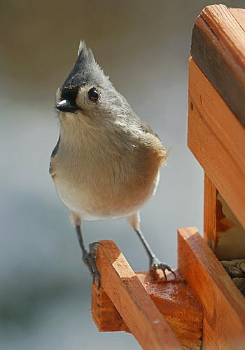 vogel, neergestreken, natuur, aviaire, ave, neergestreken vogel, kleine vogel, vogelkunde, vogels kijken, dier, dieren wereld