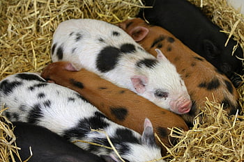 selata, rozkošná selata, odpočívá selata, sláma, Venkovské kouzlo, život na farmě, spatřená selata, skupiny selat, hospodářských zvířat, Mláďata prasat, Roztomilá selata