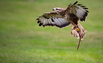 harris jestřáb, jestřáb, pták, peří, let, létající, zvíře, domácí, Příroda, sokolník, raptor