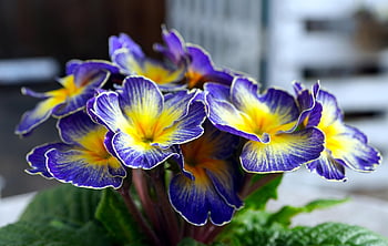 primroses, flowers, blossom, bloom, spring, nature, flora, floriculture, horticulture, botany, plants