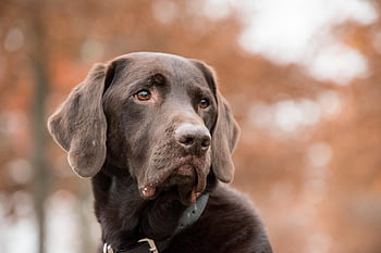 labrador, dog, animal, brown Fur, mammal, portrait, pet, collar, nature, dog Collar, canine