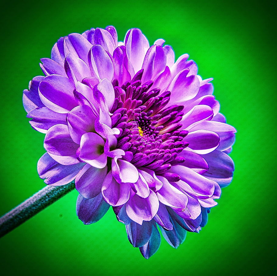 purpurový květ, Zelená Bkg, nikon dslr