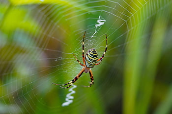 laba-laba, arakhnida, jaring laba-laba, sarang laba-laba, web, bola, penenun, serangga, bug, arachnofobia, alam