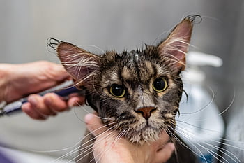 péče, domácí zvíře, kočka, péče o mazlíčky, zvíře, Kočkovitý, Salon domácích mazlíčků, kotě, hlava, načechraný, čistokrevný