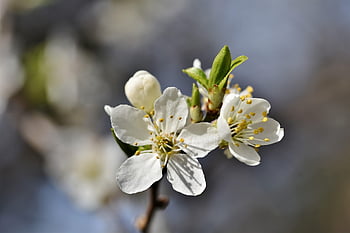 plum Blossom, blossom, bloom, plum Tree, branches, plum, fruit Tree Blossom, nature, bud, sunny, plum Buds