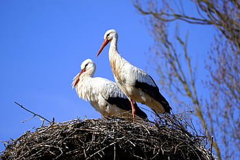 こうのとり、 コウノトリ、 ネスト、 羽毛、 野生動物、 ガラガラコウノトリ
