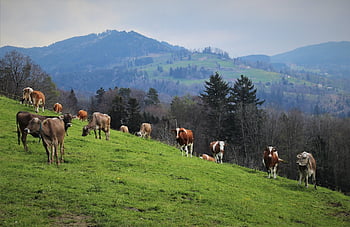 cattle, herd, grazing, animals, cows, in The Mountains, rain, rainy, mountains, in The Morning, meadows