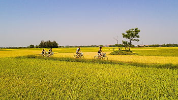 cyklistika, rý ová pole, lidé, jízda na kole, rýžová pole, paddies, plantáž, hospodařit, rýže farma, zemědělství, krajina