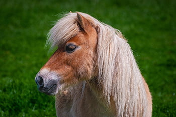 pony, horse, equine, portrait, shetland Pony, horse Mane, nature, animal, small Horse, animal Portrait