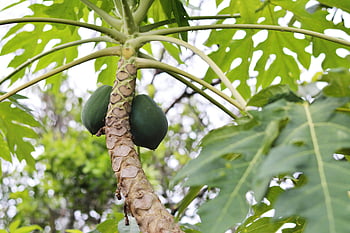 green papaya fruit, lush green papaya tree, fresh fruits, tropical setting, outdoor growth, papaya tree, green papaya, tropical fruit, fresh papaya, outdoor papaya, tropical papaya tree