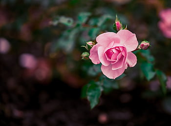Rosa, jardim, flor, fresco, plantas, ao ar livre, natureza, Primavera, pétalas, lindo, verão