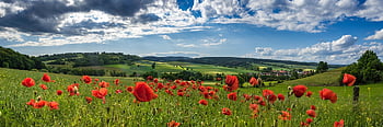 paysage, Prairie, coquelicots, Coquelicots de maïs, papaver rhoeas, fleurs, fleurs sauvages, Floraison, fleur, les plantes, flore