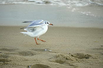 seagull, bird, beach, animal, gull, sand, plumage, ornithology, species, fauna, avian