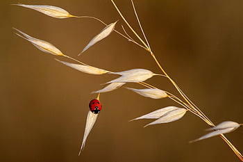 ladybug, insect, animal, weed, summer, nature, rouge, romantic