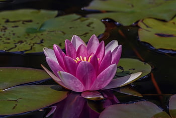 スイレン、 水生植物、 水の花、 池の花、 池の植物、 ヌパールテア、 水、 花、 咲く、 Lakerosengewächs、 庭の池