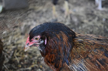 gallina, pollo, animale, uccello, azienda agricola, agricoltura, natura, pollame
