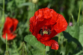 flower, poppy, petals, flora, bloom, blossom, plant, wildflowers, nature, field, meadow