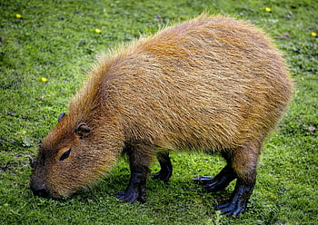 capybara, rodent, greater Capybara, mammal, animal, wildlife, nature, hydrochoerus, giant Cavy Rodent, cavy