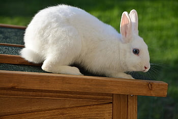 rabbit, white Rabbit, domestic Rabbit, dwarf Rabbit, rodent