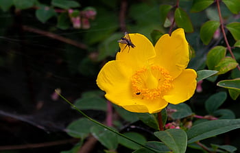 calendula di palude, caltha palustris, ranuncolo, fiore di toro, Prato luminoso, fiore selvaggio giallo, fiore selvaggio, giallo, bellissimi fiori, marsh-calendula, sfondo di fiori