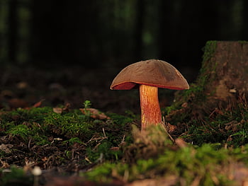 houba, věda o houbách, čarodějnice boleta, Příroda, lesní houby, lesní podlaha, mech, les