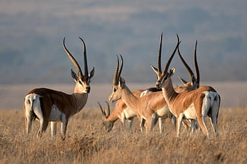Grantova gazela, zvíře, savec, Nanger Granti, divoké zvíře, volně žijících živočichů, fauna, divočina, Příroda, lewa, Keňa