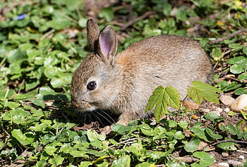 rabbit, animal, domestic Animal, mammal, young Rabbit, ears, cute, adorable, spring, nature, outdoors