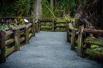 katedrální háj, před naším letopočtem, ostrov Vancouver, přístav alberni, deštný prales, Jurský park
