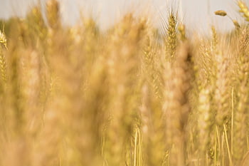 wheat, grain, crop, cer­eal, barley, farmland, farm, agriculture, growth, harvest, land