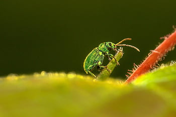 insecte, scarabée, feuille, charançon de l'ortie, phyllobius pomaceus, la nature, faune, été, petit, en plein air, plante