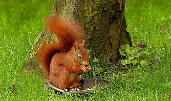 állat, rágcsáló, emlős, mókus, scirus major vulgaris, éhség, Wolf Down, természet, adaglemez, aranyos, kert