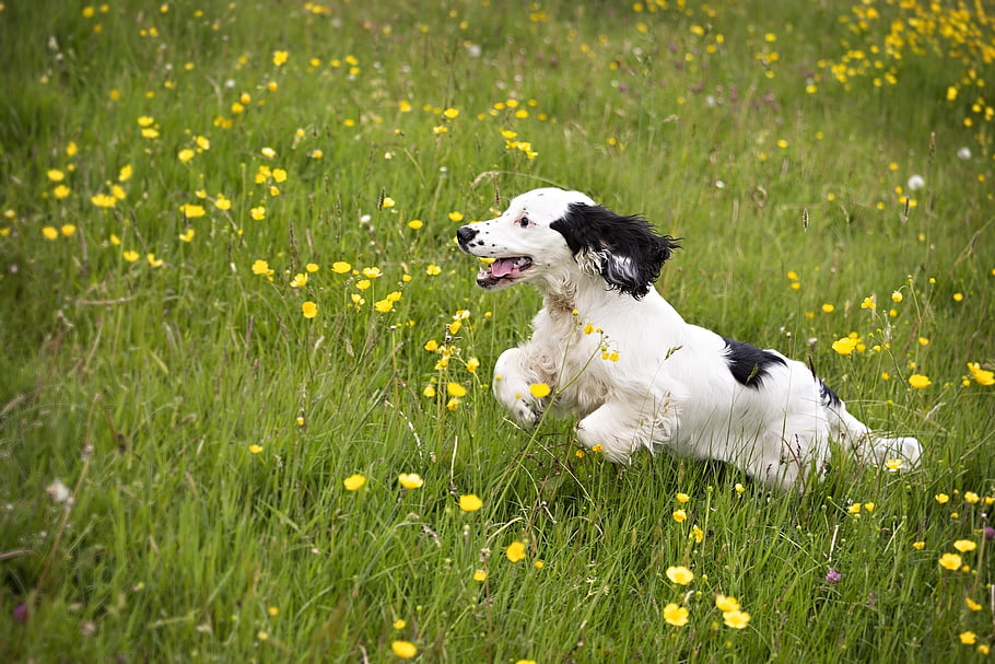 puppy, run, running, dog, pet, animal, cute, young, happy, nature, adorable