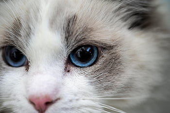 cat, white, kitten, feline, cute, ragdoll, animal, animals, nature, pet, kitty