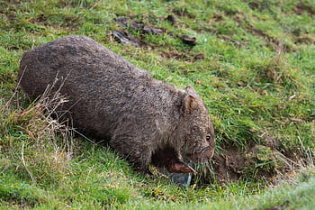 wombat, common Wombat, animal, bare-nosed Wombat, vombatus Ursinus, marsupial, mammal, herbivore, grass, wildlife, claws
