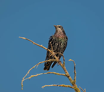 špaček, pták, divoký pták, ornitologie, fauna, zvíře, Příroda, pozorování ptáků, horní, volně žijících živočichů