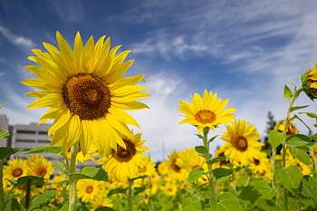 tournesol, champ, la nature, jaune, fleurs, jardin, biologique, en plein air, croissance, Naturel, Floraison