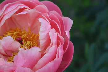 pion, peonies, nature, bloom, pink, flora, petals, macro, summer, gentle