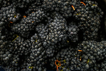 dark grapes, ripe black grapes, vibrant close-up, natural beauty, vineyard setting, grape clusters, grape twigs, grape harvest, grape varieties, grape photography, grape details