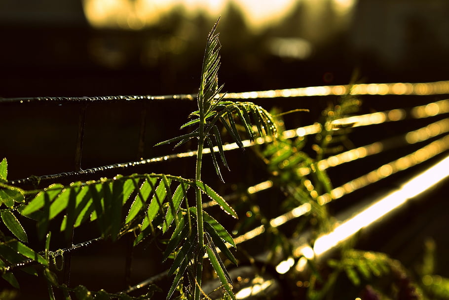grass, plants, morning Dew, dew, leaves, nature, wet, sunlight, metal Fence, metal, closeup