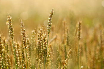 blé, céréales, surgir, des céréales, épillets, champ, ferme, la nature, agriculture