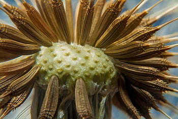pitypang, magok, növény, természet, Sue Drafahl, dandylion, com, www, Jack Drafahl, stock fotók, planta