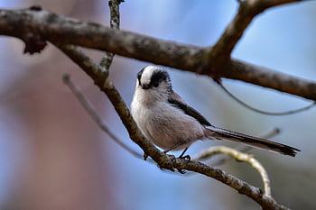 animal, forest, nature, wood, bird, wild Bird, energy Guide, face, fluffy, cute, natural
